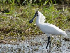 世界上最神奇的7種鳥 琴鳥能模仿一切聲音