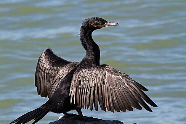 世界上最會(huì)捕魚(yú)的鳥(niǎo)類 鸕鶿捕魚(yú)乃我國(guó)古老技藝