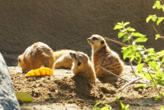 世界最大的野生動物園排名，第一名在美國