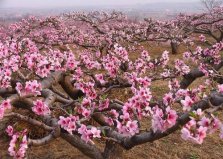 十大鎮(zhèn)宅辟邪的植物，桃樹位居首位