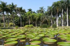 西雙版納十大旅游景點排名，野象谷排在第四位