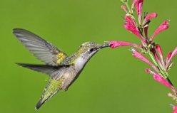 世界上最有趣的動物：蜂鳥向后飛，木蛙會自我冰封