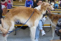 俄羅斯十大名犬：俄羅斯牧羊犬排在榜首