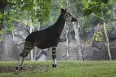 世界最神秘動(dòng)物：霍加皮是非洲“獨(dú)角獸”