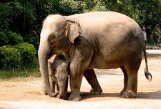 國內(nèi)7大野生動物園：上海野生動物園僅居第二