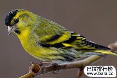 全球十大最受歡迎、最熱門的寵物鳥，黃雀奪冠