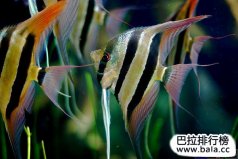 十大最常見的經(jīng)典淡水觀賞魚，你養(yǎng)過哪幾種？