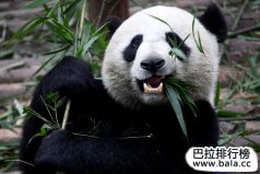 中國十大瀕危國寶級野生動物排名，大熊貓奪冠