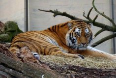 全球10大最著名的動(dòng)物園：達(dá)拉斯動(dòng)物園上榜，你去過幾個(gè)？