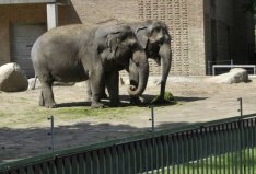 世界十大神奇的動(dòng)物園：北京動(dòng)物園入圍，柏林動(dòng)物園排榜首