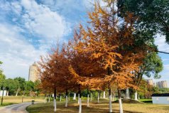 世界五大公園樹種，金錢松位列榜單首位