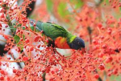 地球上10大最美麗的鳥(niǎo)：孔雀上榜，第一名是彩虹吸蜜鸚鵡