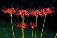 十大不吉利花排行榜：曇花上榜，彼岸花居榜首