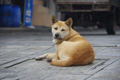 世界上10大人氣最高的寵物狗，中華田園犬奪得第一名