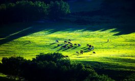 世界四大草原面積排名，全球四大草原排行榜