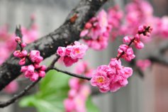 冬季開(kāi)花的植物排行榜前十名：梅花、垂筒花位列前兩名