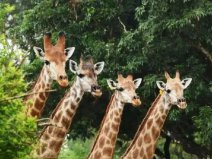 廣州哪個(gè)動(dòng)物園好玩？廣東十大野生動(dòng)物園