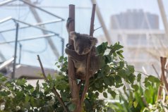 盤點十大最笨的動物：樹袋熊、翻車魚、蜜獾占據(jù)前三甲