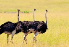 世界上現存最高的鳥類：鴕鳥最高近2.8米，當之無愧奪魁