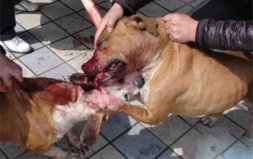 世界上最兇猛的狗：比特犬一旦打斗，就會(huì)不死不休