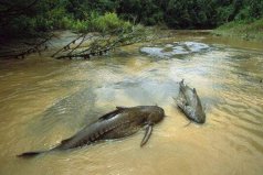 世界上排名第一兇猛的魚：亞馬遜鲇魚可吞下整個人