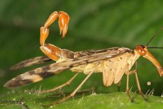 世界最恐怖的十大昆蟲：蝎蛉上榜，你見過(guò)幾種？