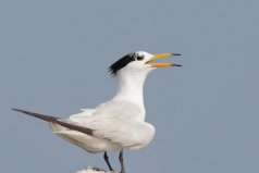 中國(guó)最稀有的鳥(niǎo)，中華鳳頭燕鷗堪稱鳥(niǎo)類大熊貓