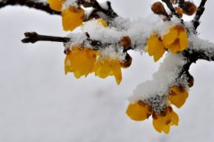 盤點(diǎn)十種在冬天開花的花卉：雪蓮上榜，臘梅花居榜首