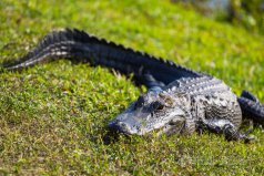 世界上十大最厲害動物：大白鯊、老虎均榜上有名