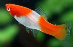 十大適合新手養(yǎng)的小型魚：紅劍魚、虎皮魚均上榜