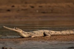 世界體型最大的十大鱷魚(yú)，恒河鱷、灣鱷位列榜首