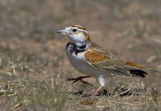 世界上10大最受歡迎的寵物鳥，百靈鳥排第一位