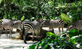 新加坡旅游景點(diǎn)排名前十，新加坡動物園排第一位