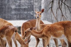 世界十大珍稀鹿科動物排名：梅花鹿上榜，坡鹿排第一