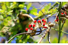 全球十大毒性最強(qiáng)植物：顛茄居第六，念珠豌豆居首